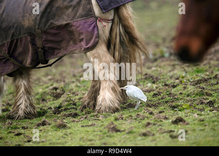Airone guardabuoi; Bubulcus ibis unico nel campo con i cavalli Cornwall, Regno Unito Foto Stock