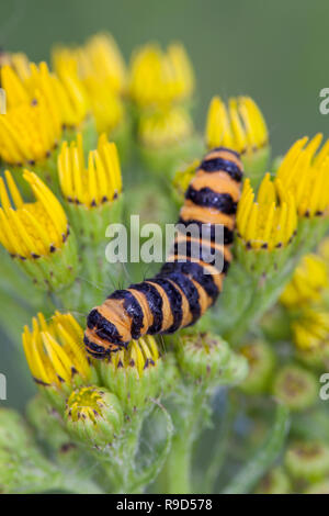 Il cinabro Moth Larva; Tyria jacobaeae singolo su erba tossica Cornwall, Regno Unito Foto Stock