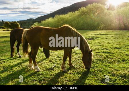 Cavalli al pascolo su terreni agricoli di Esquel, Patagonia, Argentina Foto Stock