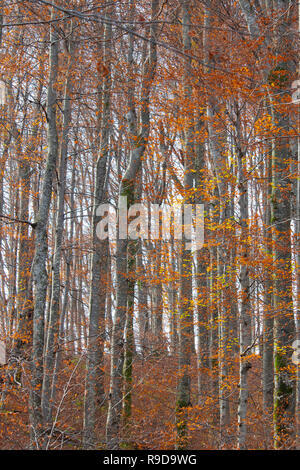 Modello di magici boschi in autunno il giorno, Plitvice Croazia Foto Stock