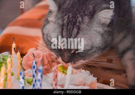 Grigio Affamato tabby striped cat striped mangia la torta di close-up, il compleanno dell'animale. Concetto di guadagno di peso durante la vacanza, obesità e dieta per il Foto Stock