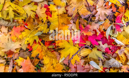 Colori d'autunno lascia sul terreno in Salt Lake City Foto Stock