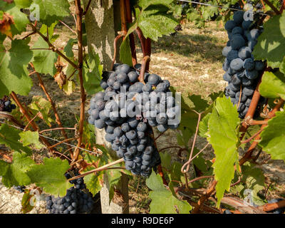 Vigneti delle Langhe intorno a La Morra, Piemonte - Italia Foto Stock