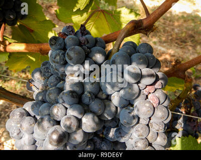 Vigneti delle Langhe intorno a La Morra, Piemonte - Italia Foto Stock