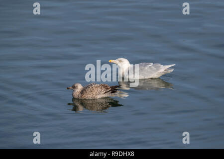 Glaucous Gull; Larus hyperboreus singolo adulto; d'inverno con le aringhe giovani Gull Cornwall, Regno Unito Foto Stock