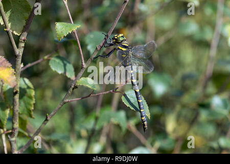 Golden inanellato Dragonfly; Cordulegaster boltonii singolo con Bee Cornwall, Regno Unito Foto Stock