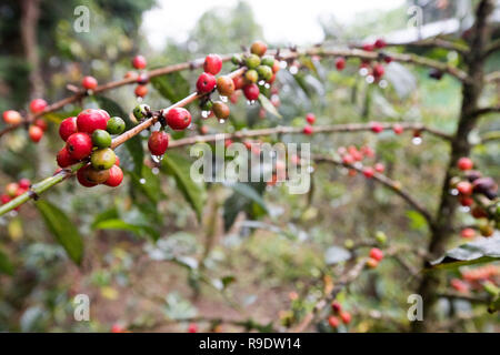 (181223) -- PECHINO, Dic 23, 2018 (Xinhua) -- alberi di caffè sono visti in una azienda di caffè nei pressi di Kaffa, Etiopia, 8 dicembre, 2018. Il caffè locali aziende soddisfano alta stagione nel mese di dicembre di ogni anno. Caffè radicata in Etiopia è il materiale grezzo di vari caffe bevande favorite da persone di tutto il mondo. Si è detto che il caffè è stato scoperto da sheepherder in Kaffa, southwestern in Etiopia, da cui il nome del caffè si è evoluta. I chicchi di caffè provenienti da Etiopia vengono esportati in Cina principalmente dal mare. Private del picciolo verde i chicchi di caffè sono trasportati al porto di Gibuti su strada e per ferrovia e poi dopo circa 21 d Foto Stock