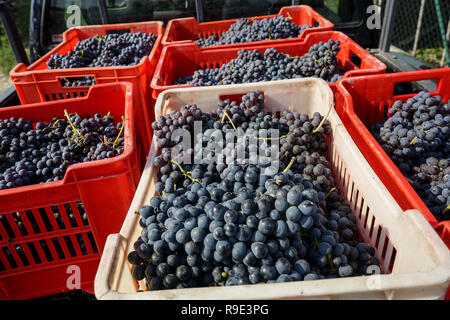 Cesti con grappoli di uve Nebbiolo durante il raccolto nella regione di Cannubi in Braolo, Piemonte - Italia Foto Stock