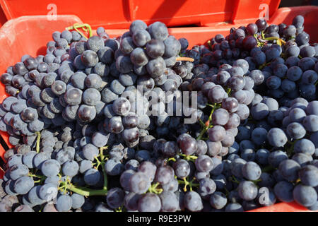 Cesti con grappoli di uve Nebbiolo durante il raccolto nella regione di Cannubi in Braolo, Piemonte - Italia Foto Stock