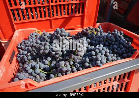 Cesti con grappoli di uve Nebbiolo durante il raccolto nella regione di Cannubi in Braolo, Piemonte - Italia Foto Stock