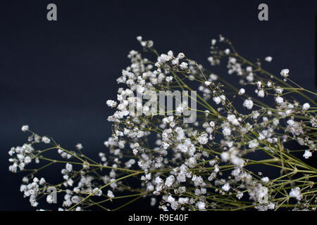 Essiccata bianca decorativa comune Gypsophila paniculata fiore bouquet di erbe su sfondo scuro Foto Stock