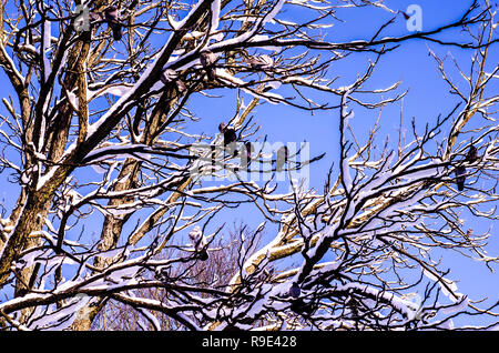 Uccelli in inverno. Uccello appollaiato su un ramo di albero con un cielo blu sullo sfondo. Inverno sfondo. Foto Stock