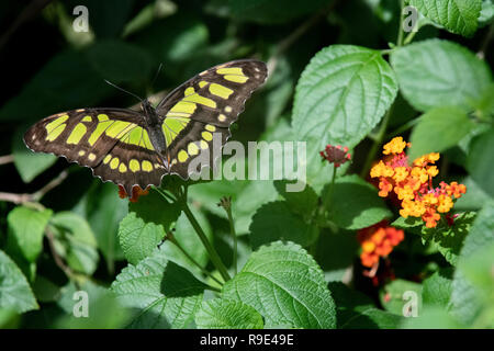 Malachite Butterfly - Siproeta stelenes Butterfly - una farfalla malachite riposa su fiori di alghe africane in una mostra in Aruba - Ninfalidae Foto Stock