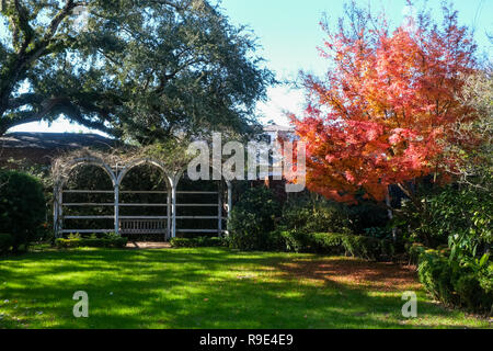 Una luce arancione brillante giapponese acero in giardino di Nathaniel Russell House on sale riunioni Street a Charleston, Carolina del Sud. Foto Stock