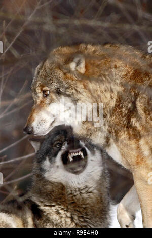 Due il lupo (Canis lupus) in inverno, wolfs in esecuzione nella neve, attraente scena invernale con lupi , incantevole paesaggio invernale con lupi predatori fi Foto Stock