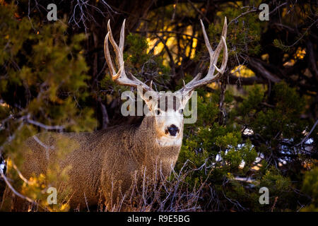 Mule Deer buck (Odocoileus hemionus) nella foresta al tramonto nel Parco Nazionale di Mesa Verde, Colorado Foto Stock