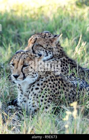 Sud-est africano cuccioli di ghepardo (Acinonyx jubatus) in Botswana, Africa Foto Stock