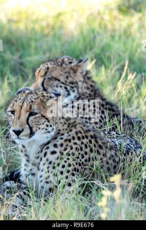 Sud-est africano cuccioli di ghepardo (Acinonyx jubatus) in Botswana, Africa Foto Stock