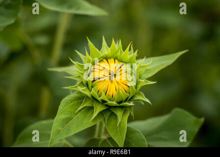 Macro / Close up di un piccolo giallo girasole chiuso con petali e foglie verdi Foto Stock