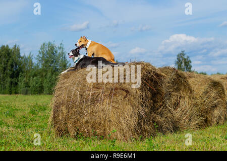 Cane nella mangiatoia. L'estate. Passeggiata. Campo. Il fieno. Cane. La natura. Border Collie e Staffordshire terrier sono a piedi nel campo. Foto Stock