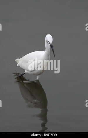 Immagine dettagliata di un airone bianco al confine del fiume Douro Foto Stock