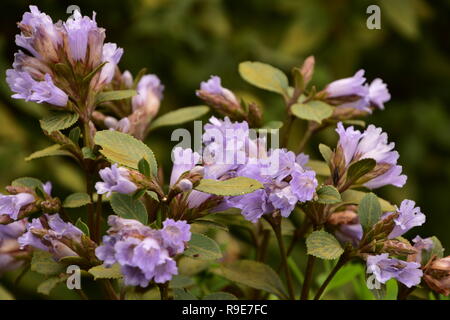 Fiori Neelakurinji che fioriscono una volta in 12 anni, Eravikulam National Park, Munnar Kerala Foto Stock