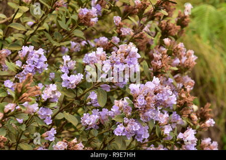 Fiori Neelakurinji che fioriscono una volta in 12 anni, Eravikulam National Park, Munnar Kerala Foto Stock