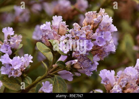 Fiori Neelakurinji che fioriscono una volta in 12 anni, Eravikulam National Park, Munnar Kerala Foto Stock