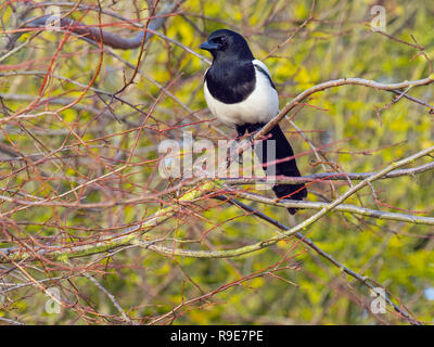 Gazza Pica pica nella siepe a Titchwell Norfolk Foto Stock
