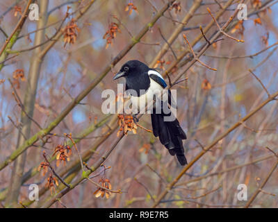 Gazza Pica pica nella siepe a Titchwell Norfolk Foto Stock