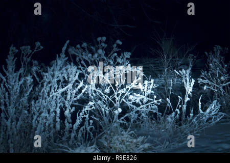 Inverno paesaggio notturno con congelate di campo in erba, snowy essiccato thistle bush in luce sbiadita Foto Stock