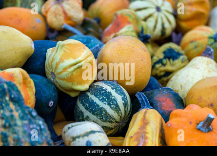 Autumn harvest visualizzazione di zucche, squash e zucche. Foto Stock