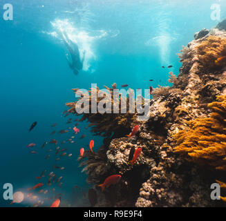 Apneista esplorare vivid Coral reef in mare tropicale Foto Stock