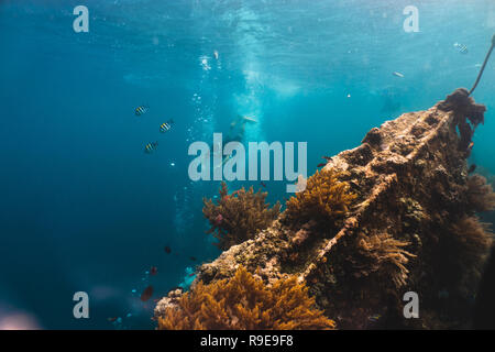 Freediver esplora lo sconfinato mare profondo, vista dal relitto della nave Foto Stock