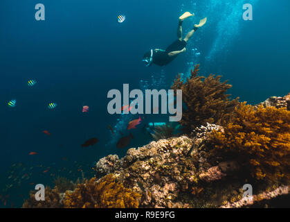 Freediver esplora la profondità, vista dal relitto della nave Foto Stock