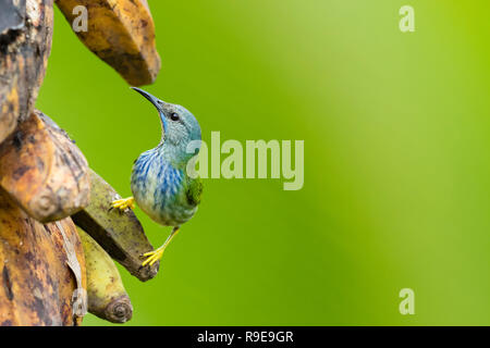 Shining-honeycreeper nel nord della Costa Rica Foto Stock