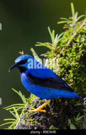 Shining-honeycreeper nel nord della Costa Rica Foto Stock