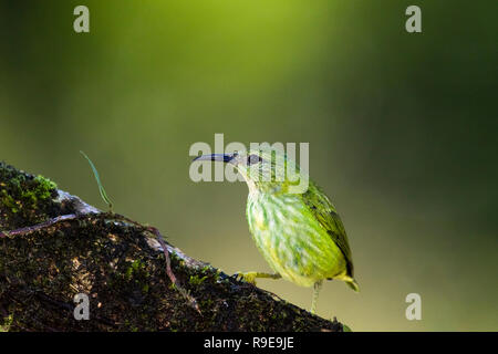 Shining-honeycreeper nel nord della Costa Rica Foto Stock