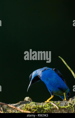 Shining-honeycreeper nel nord della Costa Rica Foto Stock