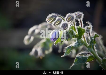 Impianto di borragine con apertura di fiori e boccioli nel tardo pomeriggio in un giardino in autunno. Borragine officinalis pianta flowering ancora nel tardo autunno Foto Stock