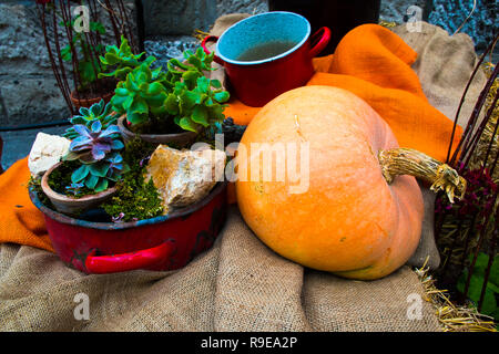 Casa coltivati in autunno la zucca in un family garden con pentole Foto Stock