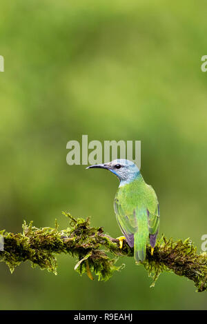 Shining honeycreeper nel nord della Costa Rica Foto Stock