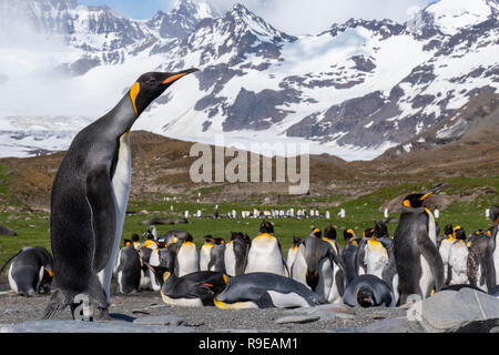 Georgia del Sud, St Andrews Bay. La casa del re più grande colonia di pinguini in Georgia del Sud. Re pinguini di fronte Aptenodytes mountain range. Foto Stock