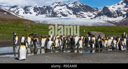 Georgia del Sud, St Andrews Bay, Allardyce montagne. La casa di re più grande colonia di pinguini in Georgia del Sud. Re pinguini nel fronte del ghiacciaio. Foto Stock