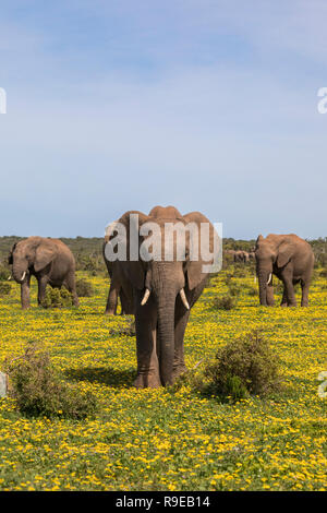 L'elefante africano (Loxodonta africana) in springflowers, Addo Elephant national park, Capo orientale, Sud Africa, Foto Stock