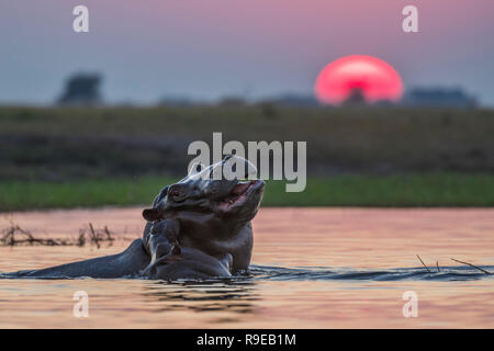 Ippopotami (Hippopotamus amphibius), il fiume Chobe, Botswana, Foto Stock