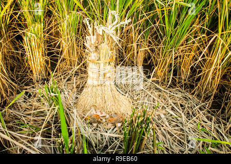 Fresche piante di riso closeup prima del raccolto, Ubud, Bali, Indonesia Foto Stock