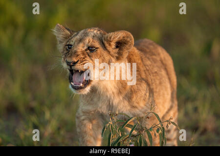 simpatico leone bambino in piedi in erba al tramonto guardando fuori e di chiamare o di ringhiante Foto Stock