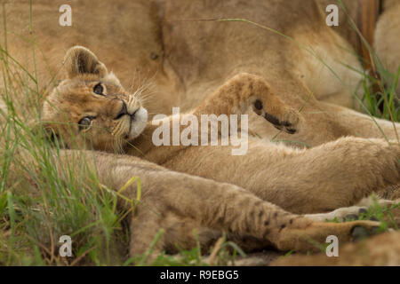 cute cucciolo di leone del bambino che giace fra i leoni sulla sua parte posteriore con zampe in su Foto Stock