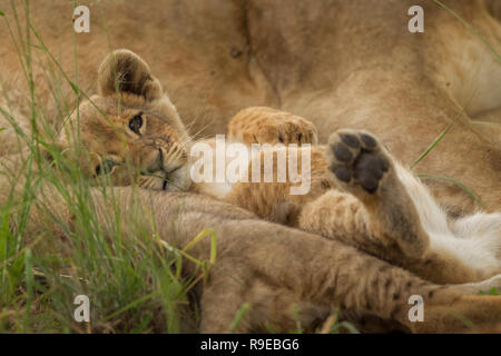 cute cucciolo di leone del bambino che giace fra i leoni sulla sua parte posteriore con zampe in su e guardare la macchina fotografica Foto Stock